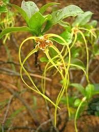 Image result for Strophanthus bequaertii