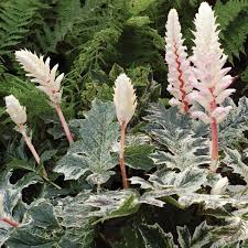 Image result for Acanthus