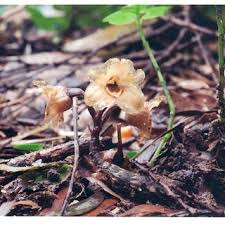 Image result for Gastrodia rwandensis