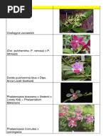 Image result for Summerhayesia zambesiaca