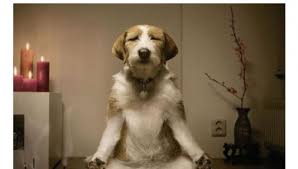 Rsultat de recherche d'images pour "images animaux avec texte"