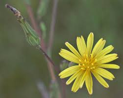 Image result for Lactuca setosa