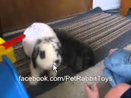 I also have to explain there's no such term as mini holland lop. Mini Lop Vs Holland Lop Rabbit Rabbit Types Series Youtube