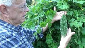 7 great trellis and support ideas for your houseplants! Bitter Melon New Trellis Harvest How To Do It Oag 2016 Youtube