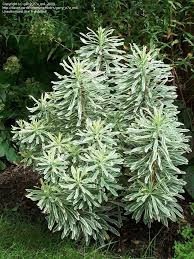 Check spelling or type a new query. Euphorbia Characias Silver Swan Euphorbia Characias Euphorbia White Garden