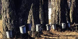 Enough water will evaporate and the remaining sugar content is high enough to be a thick syrup. Maple Syrup 101 Spouts Tapping And Trees Chelsea Green Publishing