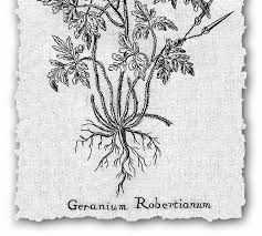 Image result for Swertia pleurogynoides