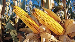 Au fost depuse cereri de plata pentru 3,46 milioane hectare. Program Monsanto Pentru Neutralizarea Carbonului Agroteca