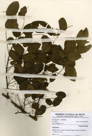 Image result for Phyllanthus muellerianus