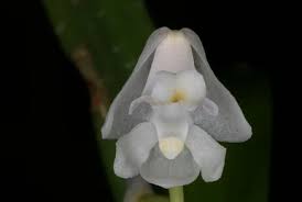 Image result for Polystachya albescens