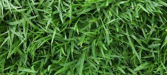 A small infestation may not damage the lawn, and the grass can recover itself. Zoysia Grass Facts Types Maintenance Tips Fantastic Gardeners