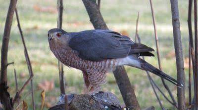 Good Natured: Cooper's Hawk