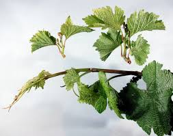 Image result for Calepitrimerus vitis