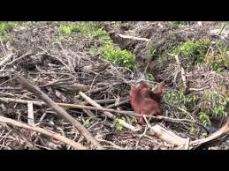 Shocking Video Of The Effects Of Deforestation And Starvation Of Orangutans In Indonesian Borneo Palmoil Orangutan Animal Rescue Deforestation
