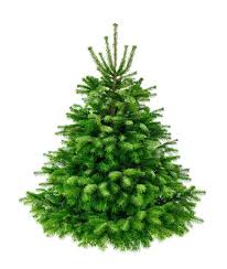 Premium Nordmanntanne 1A Weihnachtsbaum 1,65m - 2,00m Sortierung
