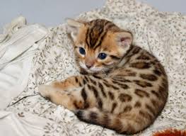 Bengals (bengal cats) take their name from the asian leopard cat's scientific name, felis bengalensis. Teacup Bengal Kitten Awww Bengal Kitten Bengal Cat Bengal Kittens For Sale