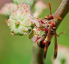 Nikon Canon And Sigma Dslr Macro Lenses Macro Lens Best Macro Lens Macro Photography