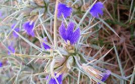 Image result for Blepharis bainesii