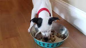Get trusted answers from verified pet experts standing by 24/7. Answers Pet Food Maker Sues Fda Colorado Ag Department Miami Herald