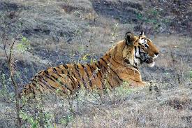 History of the Tiger in India - Tiger ...