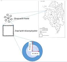 Image result for Pleioceras gilletii