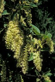 Image result for Phytolacca dioica