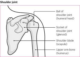Diagram of shoulder and arm. Osteoarthritis Oa Of The Elbow And Shoulder