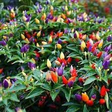 Deluxe ornamental pepper seeds ***(more heirloom, organic, non gmo, vegetable, fruit, herb, flower garden seeds at seed king express) seedkingexpress. Ornamental Chilli Annual Growing Plant Buy At Seedsnpots Com