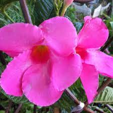 Water requirements fuchsias gladiolus hardy geraniums heucheras hibiscus hostas hydrangeas iris japanese maples lettuce lilies melons onions and garlic orchid. Pin On They Re Blooming In My Garden