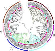 Tante girang asli buka bra sama cd nya подробнее. Identification And Expression Analysis Of The Small Auxin Up Rna Saur Gene Family In Apple By Inducing Of Auxin Sciencedirect