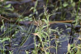 Image result for Coelachne