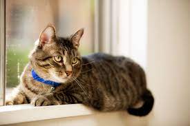 In 2012, my cat started licking and eating the hair off her belly. Can Cats Smell Cancer Rehome By Adopt A Pet Com