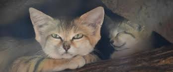 ‪Sand Cat | North Carolina Zoo‬‏