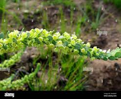 Image result for Clutia