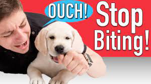 Another great way to stop biting is to introduce chew toys into the mix. How To Train Your Puppy To Stop Biting Youtube