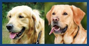 Lancaster puppies has golden retriever mix puppies available today. Golden Retriever Lab Mix Get Your Facts About Goldadors