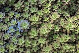 Image result for Crassulaceae