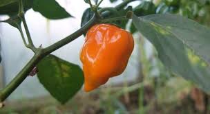 Harvest seed in the kitchen for growing jalapeno peppers. 9nrzcwl6u3xfjm