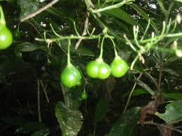 Image result for Dracaena laxissima