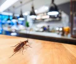 This can be very problematic. What Is Pest Exclusion How To Protect Your Home Or Business