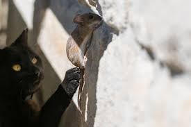 Wie Kommen Mause Auf Den Dachboden Eingange Versperren