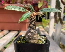 Image result for Dorstenia
