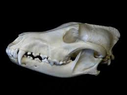 Animal Skull Identification Guide Waking Up Wild Waking