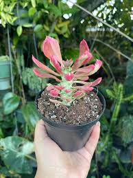 Image result for Monadenium friesii