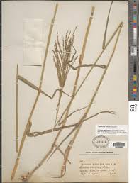 Image result for Leptochloa obtusiflora