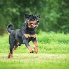 This breed needs a firm, experienced handler from the very beginning. Rottweiler Pdsa