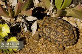 Image result for Grielum