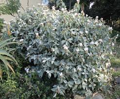 Image result for Barleria albostellata