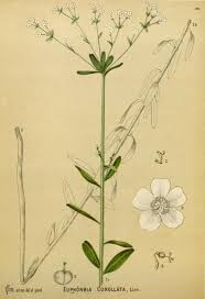 Euphorbia Corollata Flowering Spurge Plate From Medicinal Plants An Illustrated And Descriptive Guide To Pl Medicinal Plants Flower Illustration Plant Art