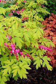 Companion Plants For Rhododendrons Companion Planting Bleeding Heart Plants